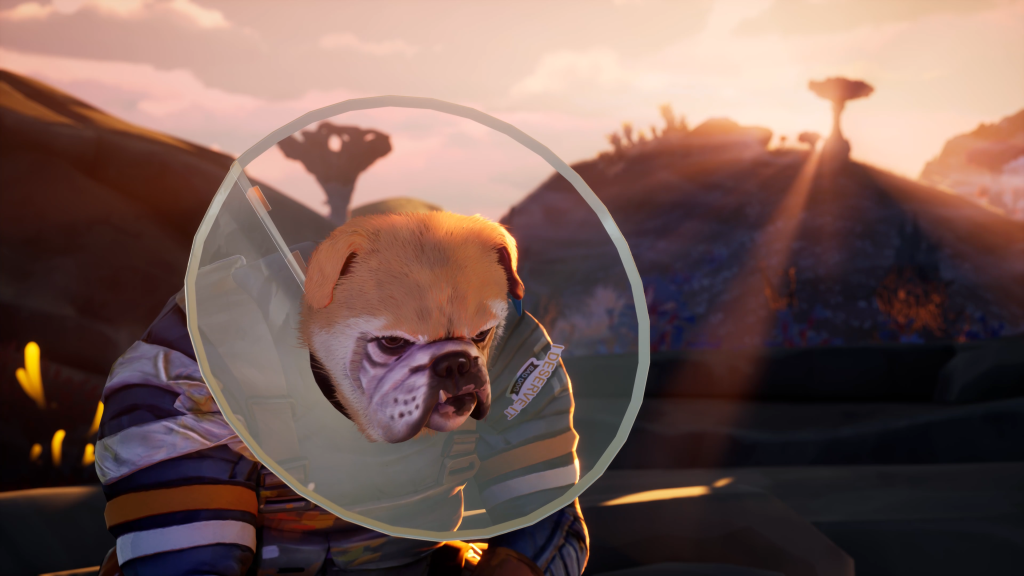 GRAVHOUNDS dog wearing a cone of shame.